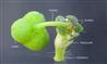  Cyathium